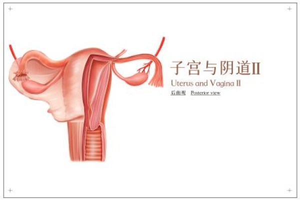 阴道炎症是怎么引起的