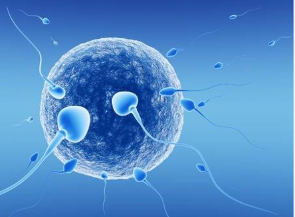 冷冻胚胎移植成功率是不是很低,冷冻胚胎移植适合哪些人
