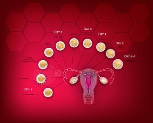 6ff03d51c6234517cefdb1f61e77fe91.jpg 取卵的注意事项