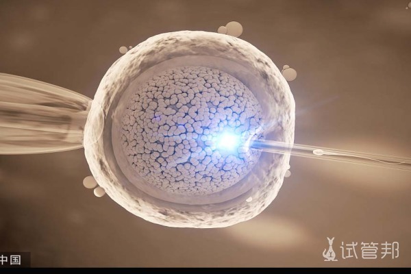 胚胎培养成功率高吗