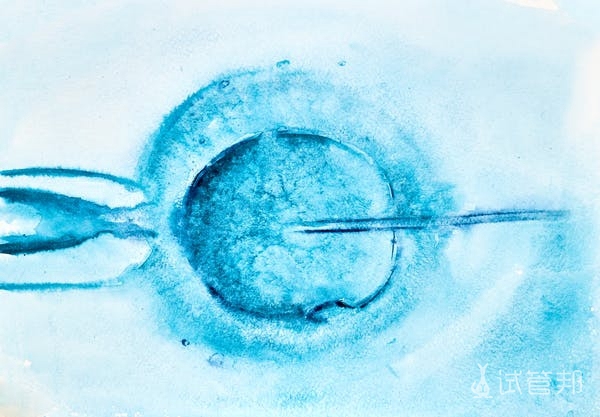 胚胎培养成囊胚的成功率是多少