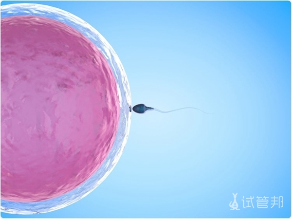 胚胎培养怎么收费