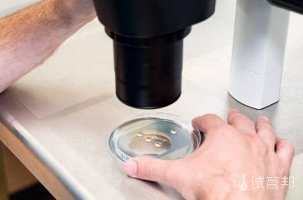 体外胚胎培养过程