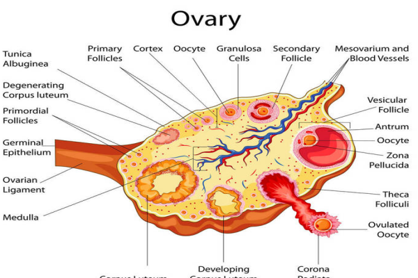 卵泡期、排卵期、黄体期分别是月经的第几天
