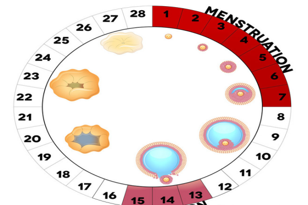 卵泡期是什么意思 有哪些阶段