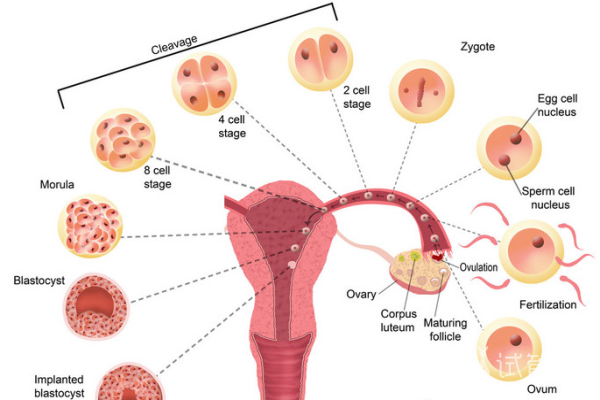 b3f01793599576a84921a4e35a73fb7e.png 卵泡期是指什么时候
