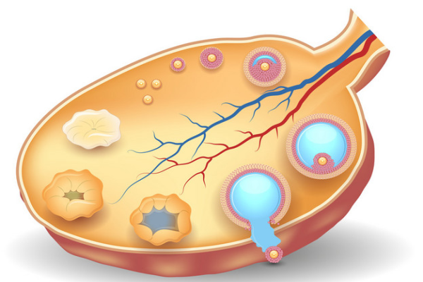 卵泡期是什么意思