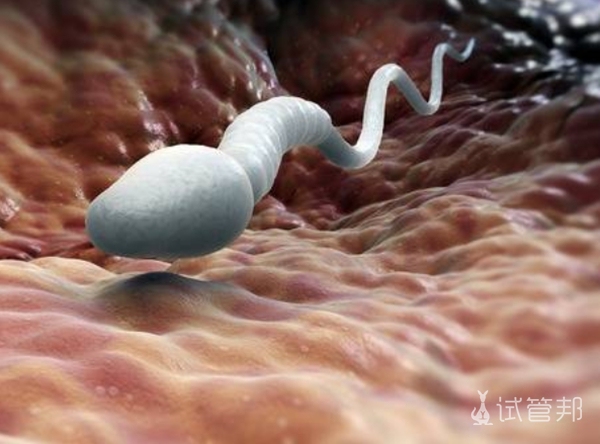 卵子和精子结合全过程