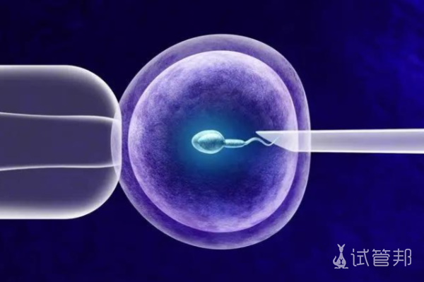 胚胎移植成功率有多高