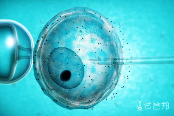 胚胎移植和人工授精包括哪些区别