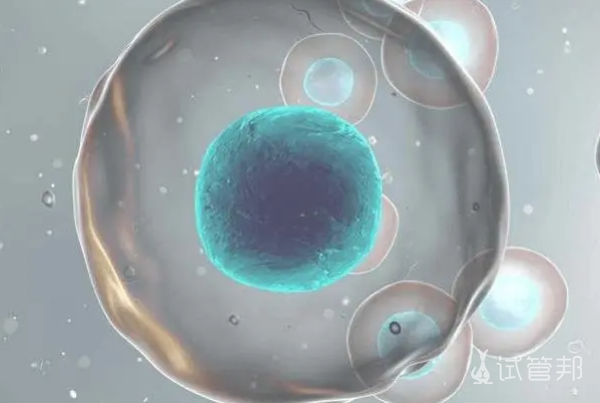 胚胎移植选择什么时期的细胞