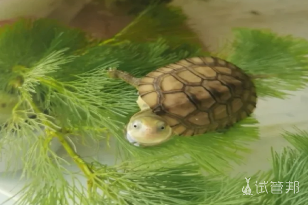 4426defdd64699babb29dd4e745d7b0d.png 说一说我做过的胎梦