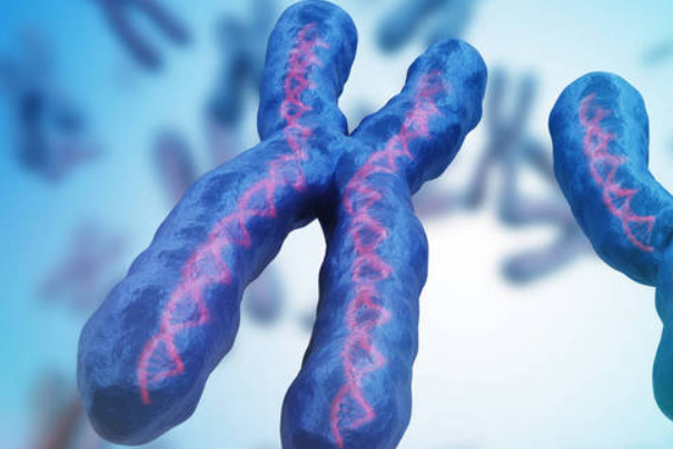 a865aa8ad85fe1124d51acb8659a22be.png x脆性染色体综合征的儿童特征