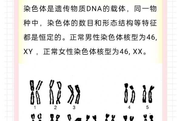 染色体报告该怎么看