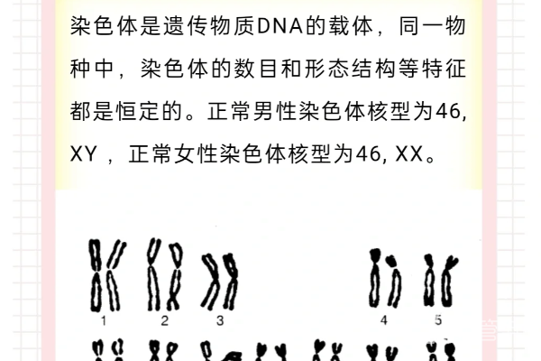 染色体报告该怎么看