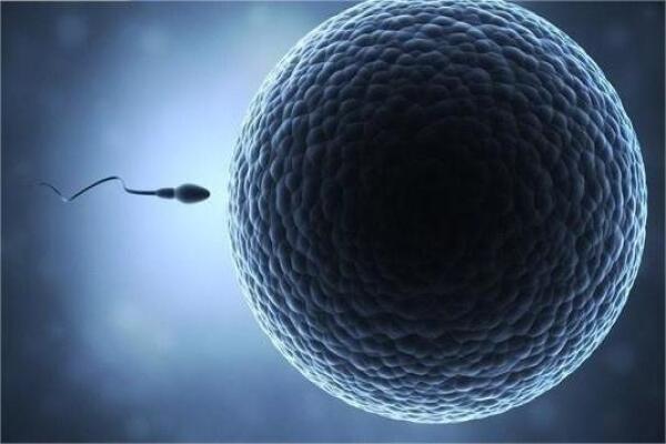 75007615e2f3c8fa49baa824bc9cddb7.jpeg 卵泡质量差如何调理