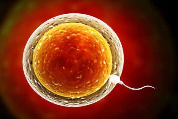 cf4a24831c4c0814822fa85a5e3d3046.jpeg 什么样的卵泡才算合格