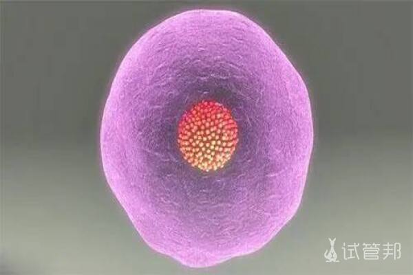 02f8d5416075462d2529684057c44a3f.jpeg 成熟卵泡一般多大