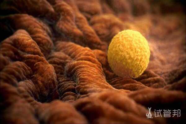 cd3f47a1bf5f0cbc6adba4942db6017f.jpeg 女性卵泡多大是成熟卵泡/