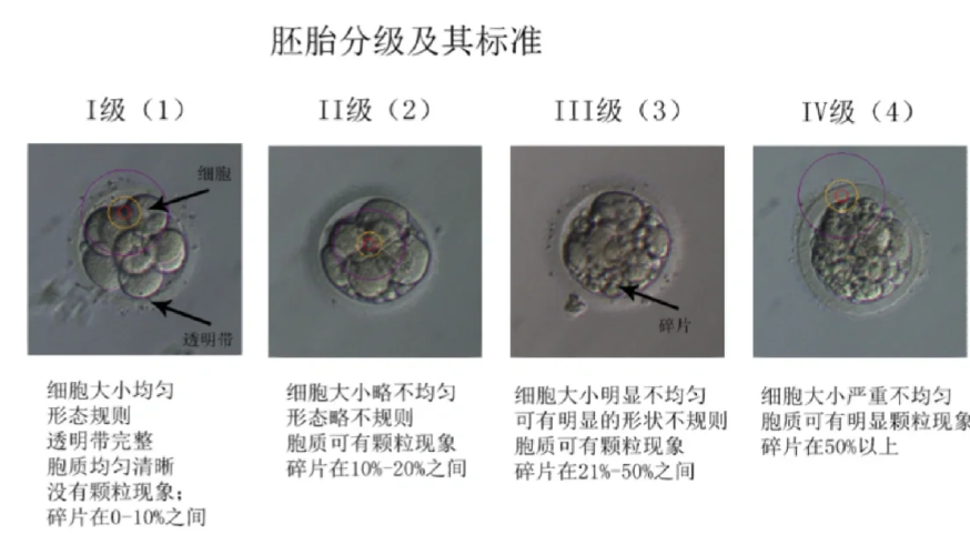 鲜胚囊胚冻胚你知道多少