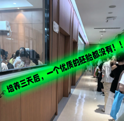 一代试管婴儿日记：养卵3天，一个优质胚胎都没有