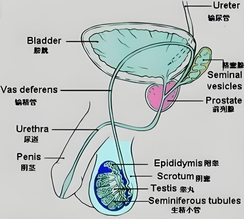 逆行射精是不是疾病