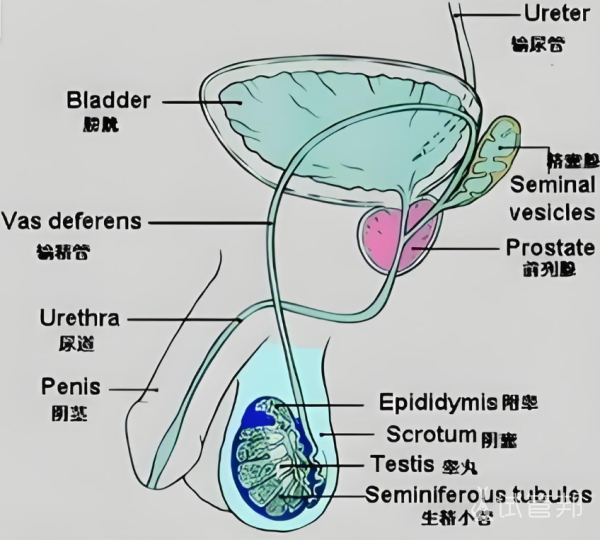 2b889d3c4dcafdcd61d20e52835bf805.png 逆行射精是不是疾病