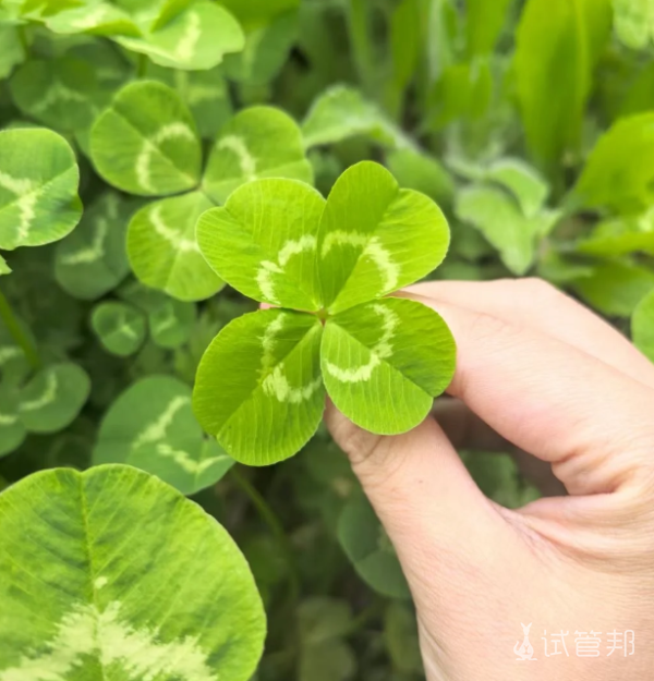 739a6aff5a218155be142f0f776f9e89.png 见者幸运,许愿试管好孕来!