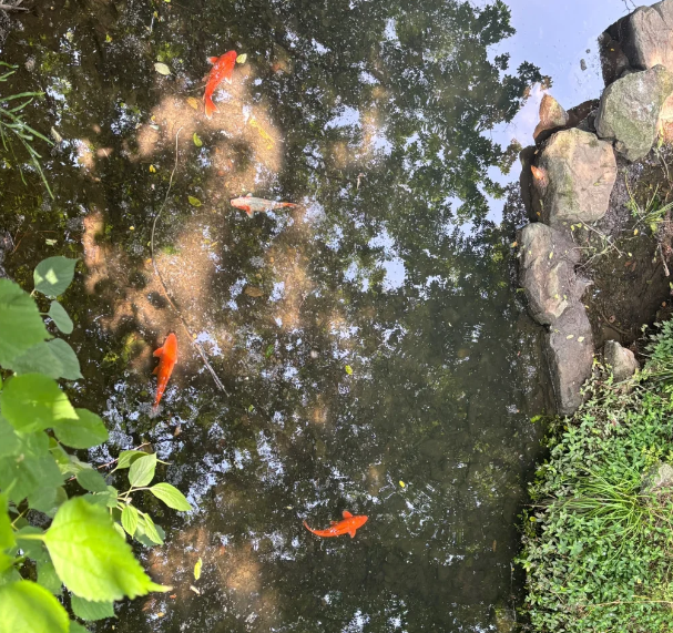 有和我一样为了试管辞职的姐妹吗