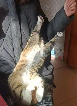 拜庙回来被猫碰瓷，这是好孕信号吧✨